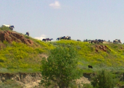 Theodore Roosevelt National Park Wild Horse Herd 2014-07-03