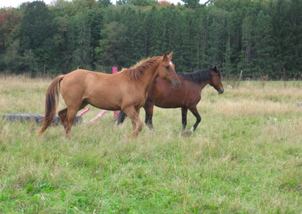 New Horses in WI 9-23-11