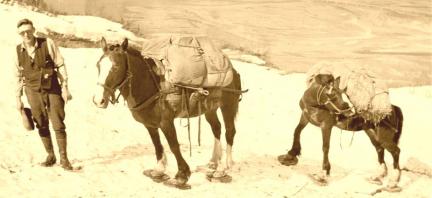 Horses On Wooden Snowshoes