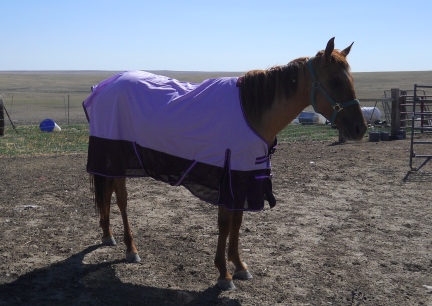 Lucius in his new Purple Fly Sheet 7 - 2012