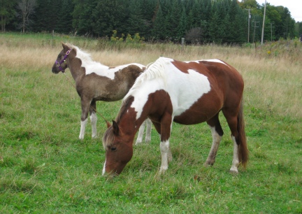 Pony at Sharon's 9-2011