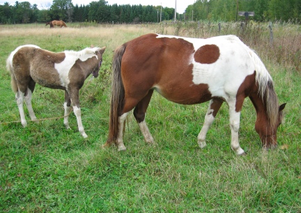 Pony at Sharon's right side