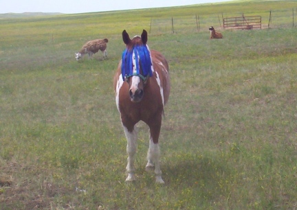 Arrow Modeling His Flymask