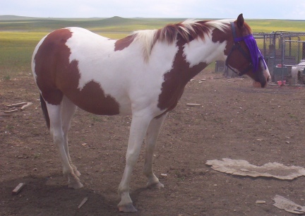 Indian Sporting Her Flymask