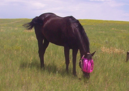 Windwalker Sporting Her Flymask