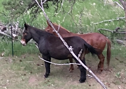 Trail Side Mules 2017-06-16